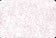 Bottle Label - Rose Parchment Horizontal (item #9716)