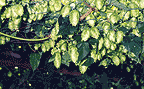 Hops Vine