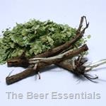 Chinook Hops Rhizome