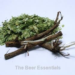 Chinook Hops Rhizome